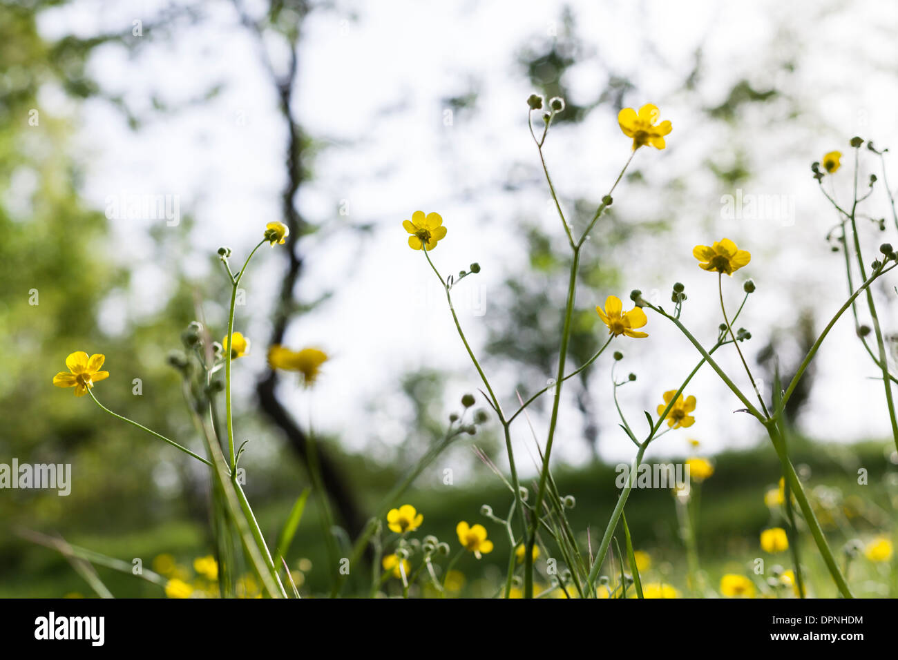Field of Buttercups Stock Photo Alamy