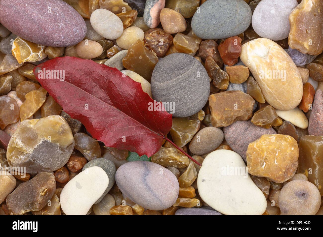 Mahonia aquifolium ´ Apollo ´ sheet on pebbles Stock Photo