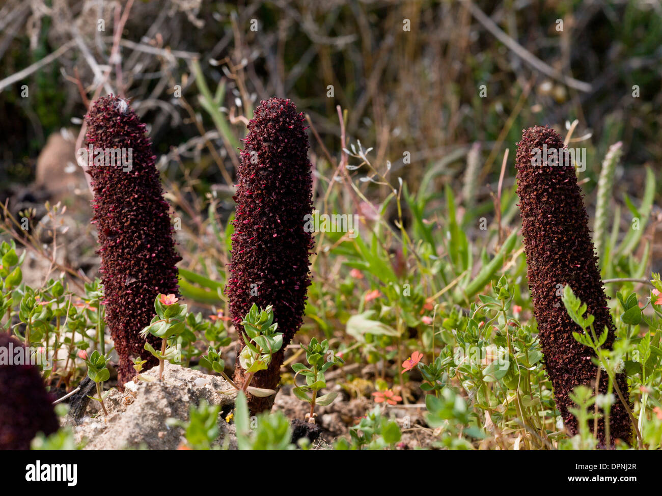 Maltese fungus or Desert thumb, Cynomorium coccineum var. coccineum; parasitic flowering plant, Stock Photo