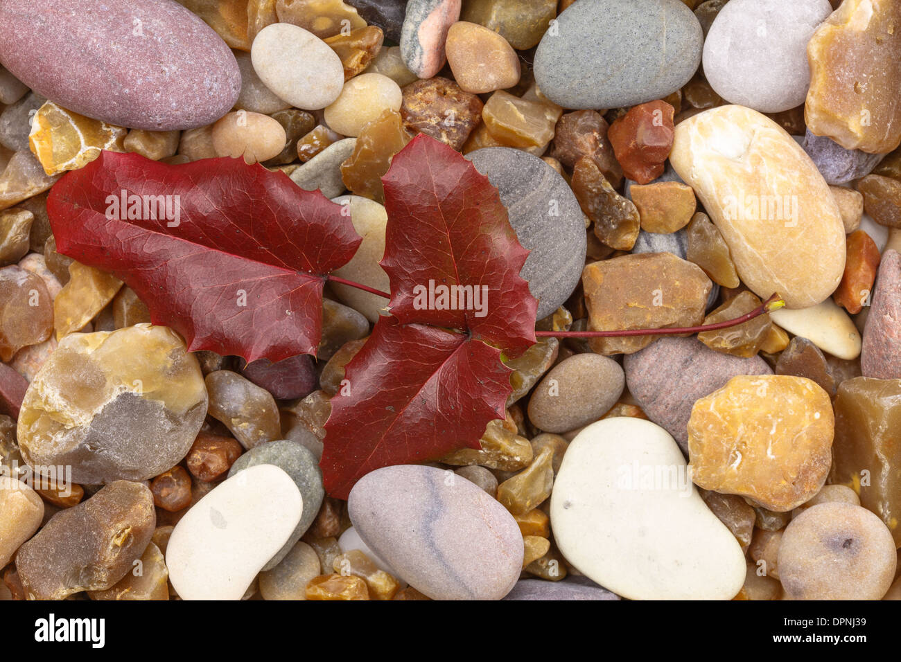 Mahonia aquifolium ´ Apollo ´ sheet on pebbles Stock Photo