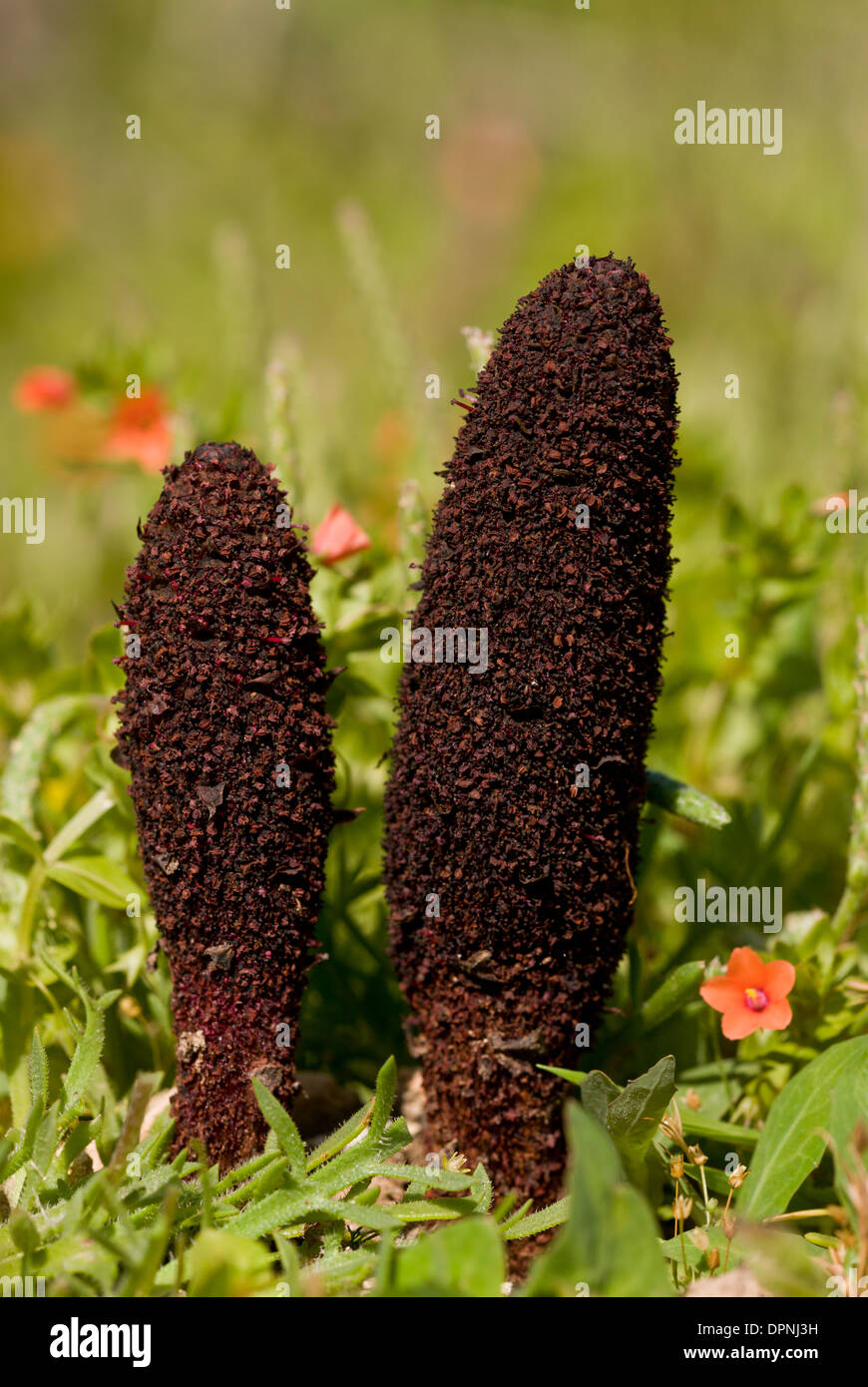 Maltese fungus or Desert thumb, Cynomorium coccineum var. coccineum; parasitic flowering plant, Stock Photo