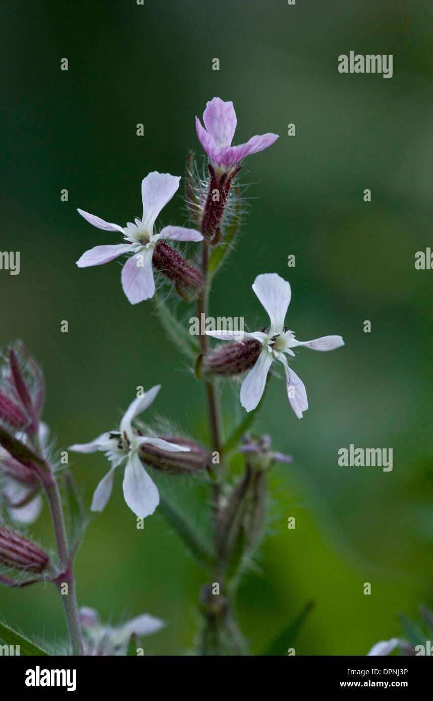 Small-flowered catchfly, Silene gallica in flower Stock Photo