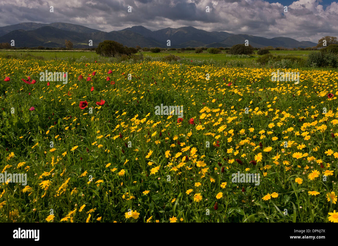 Cornfield with spectacular weeds, mainly Corn Marigold and Common Poppy; south-west Sardinia, Italy. Stock Photo