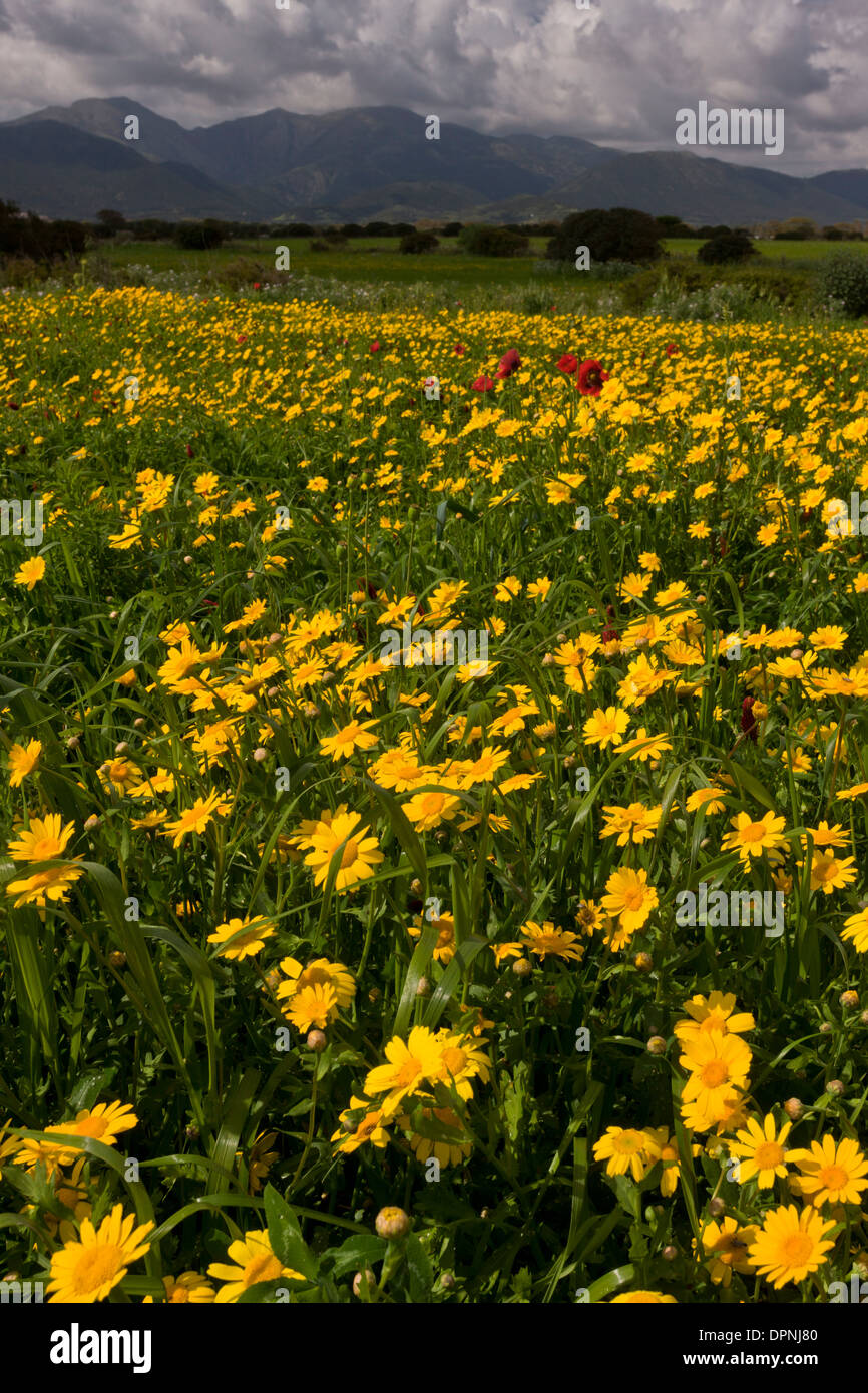 Cornfield with spectacular weeds, mainly Corn Marigold and Common Poppy; south-west Sardinia, Italy. Stock Photo