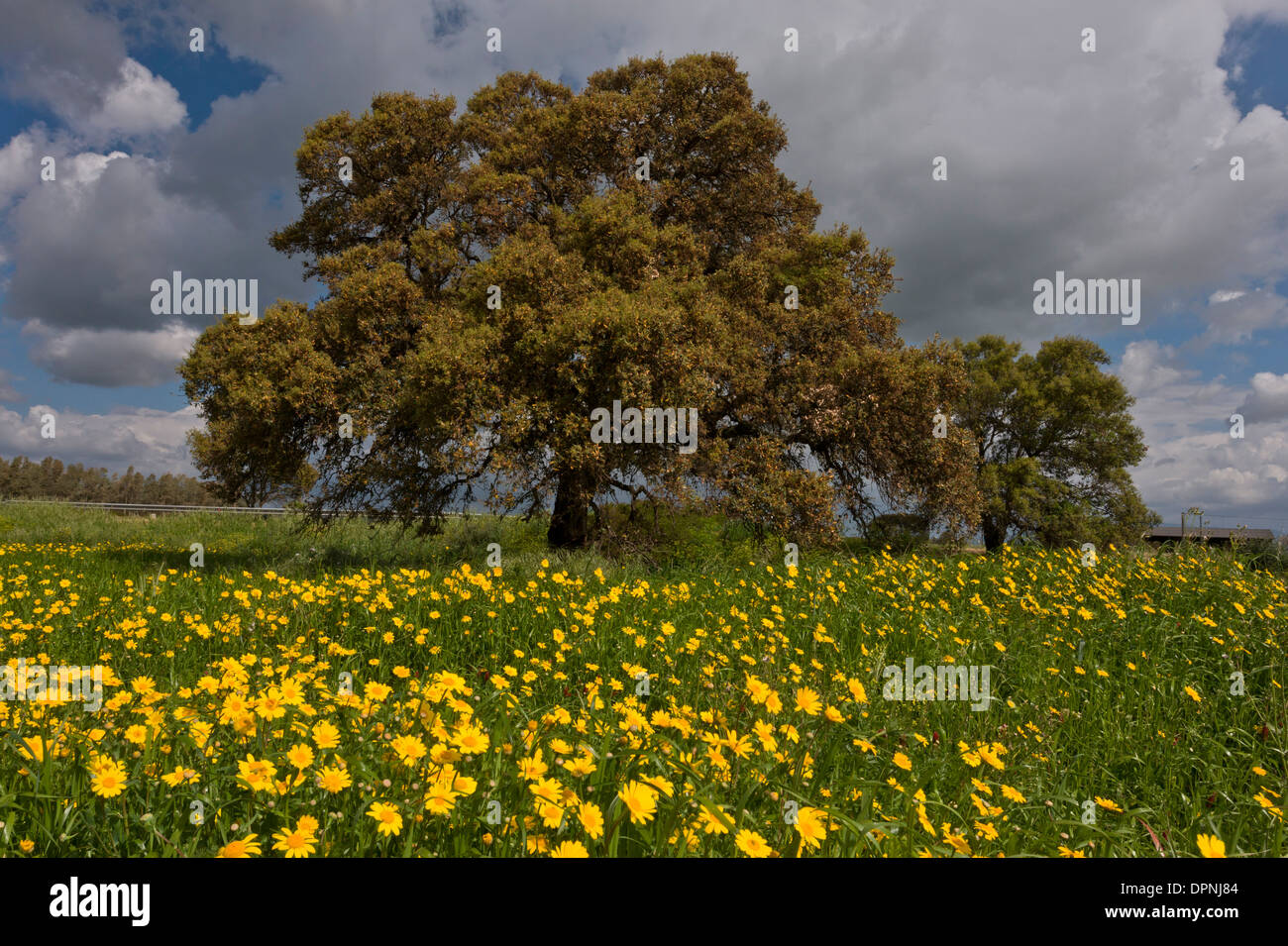 Holm Oak, Quercus ilex in field of corn marigolds; Sardinia, Italy. Stock Photo