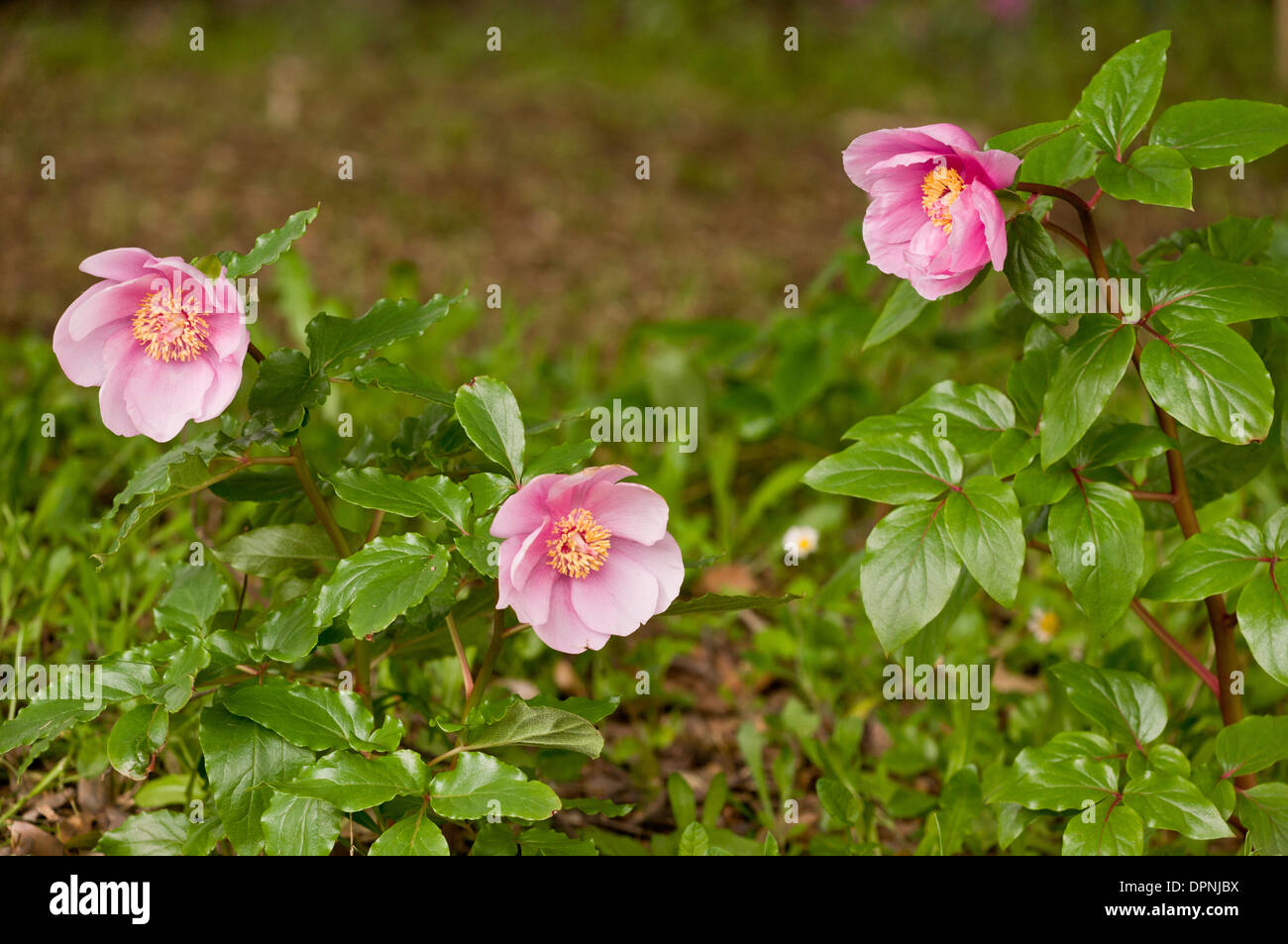 An endemic paeony in Sardinia, Paeonia morisii (formerly P. mascula ssp. russoi). Stock Photo