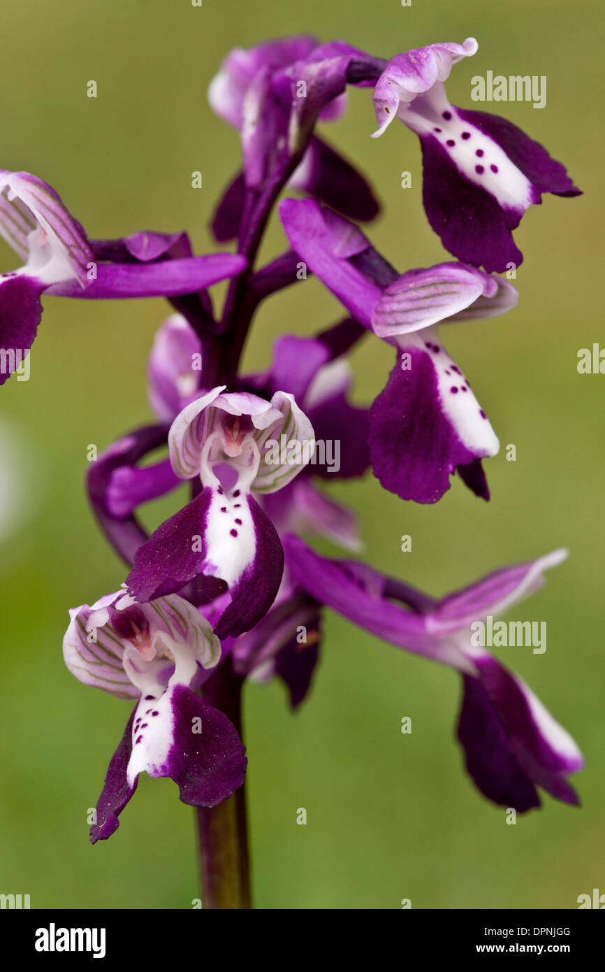 Long-spurred Orchid, Anacamptis longicornu = Orchis longicornu, Sardinia, Italy. Stock Photo
