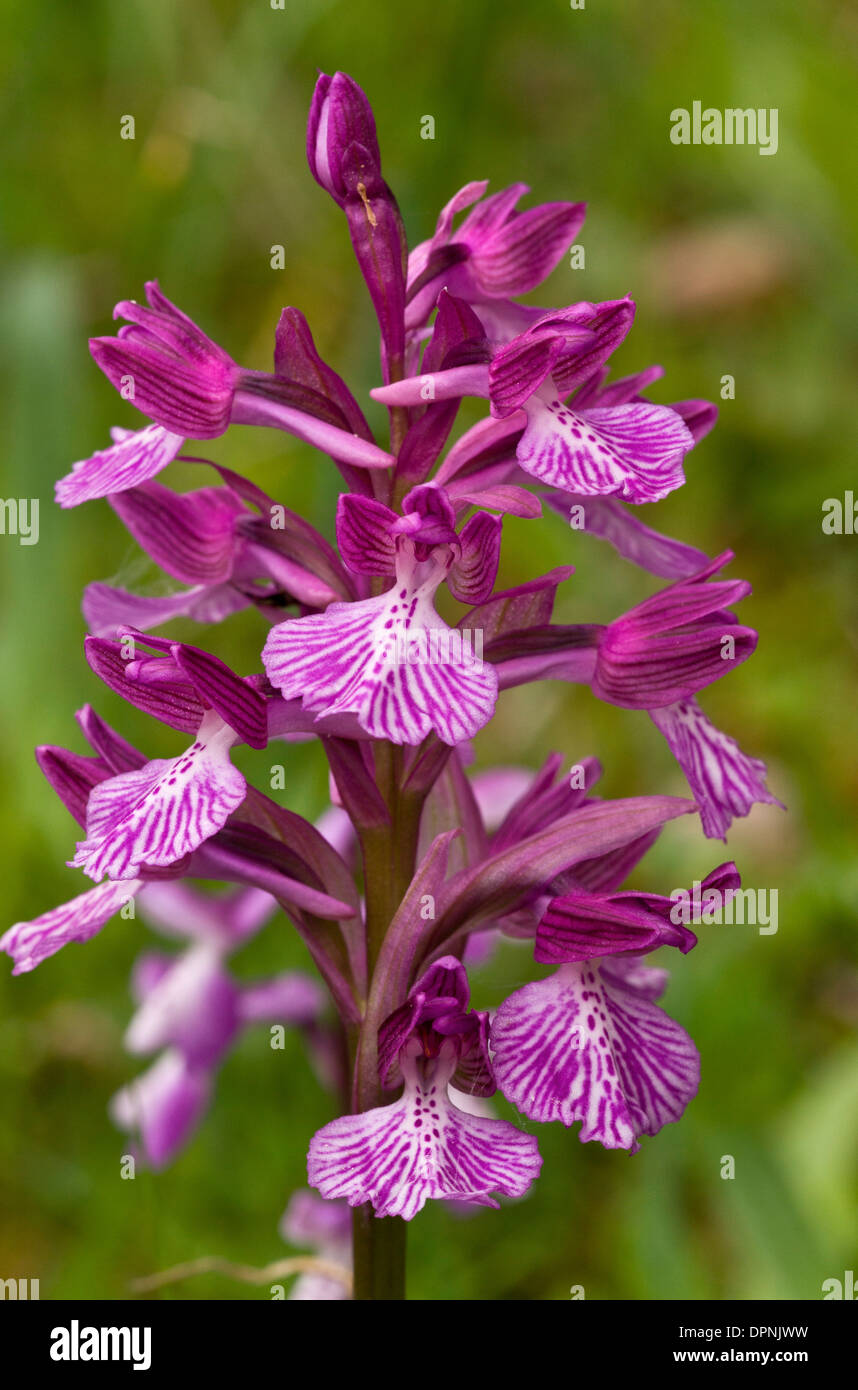 Pink butterfly orchid, Orchis papilionacea, in flower, Sardinia. Stock Photo