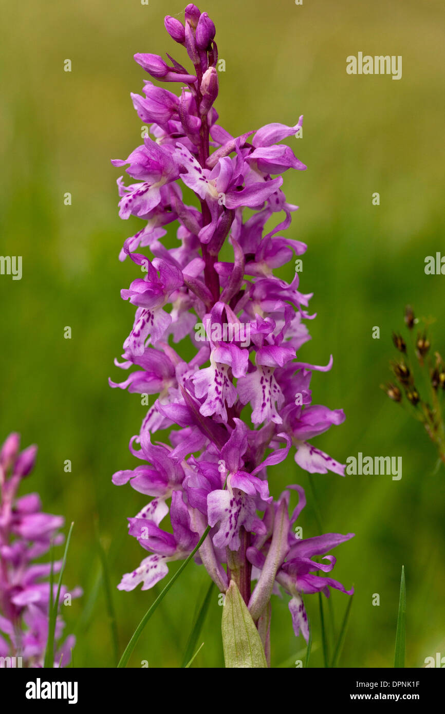 An endemic sardinian orchid, Orchis ichnusae; in the Early Purple group. Sardinia, Italy. Stock Photo