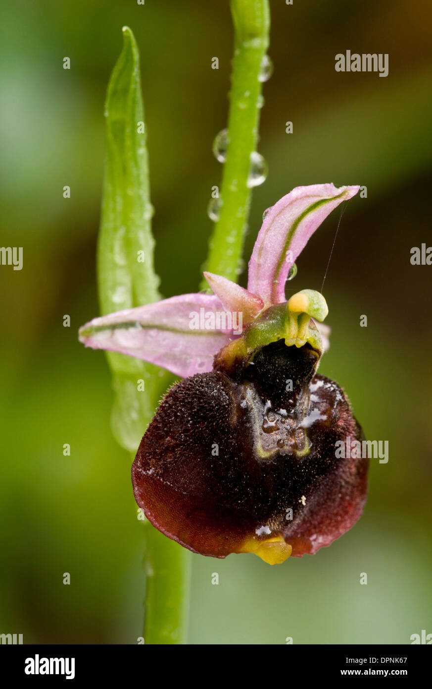 A rare endemic sardinian orchid, Ophrys chestermannii, Sardinia, Italy. Stock Photo