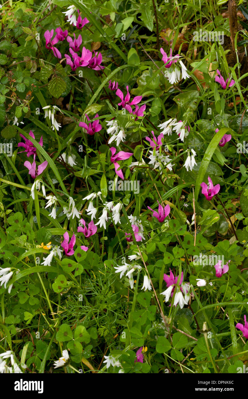 Allium triquetrum and Wild Cyclamen, Cyclamen repandum ssp. repandum, growing wild in Sardinia, Italy. Stock Photo