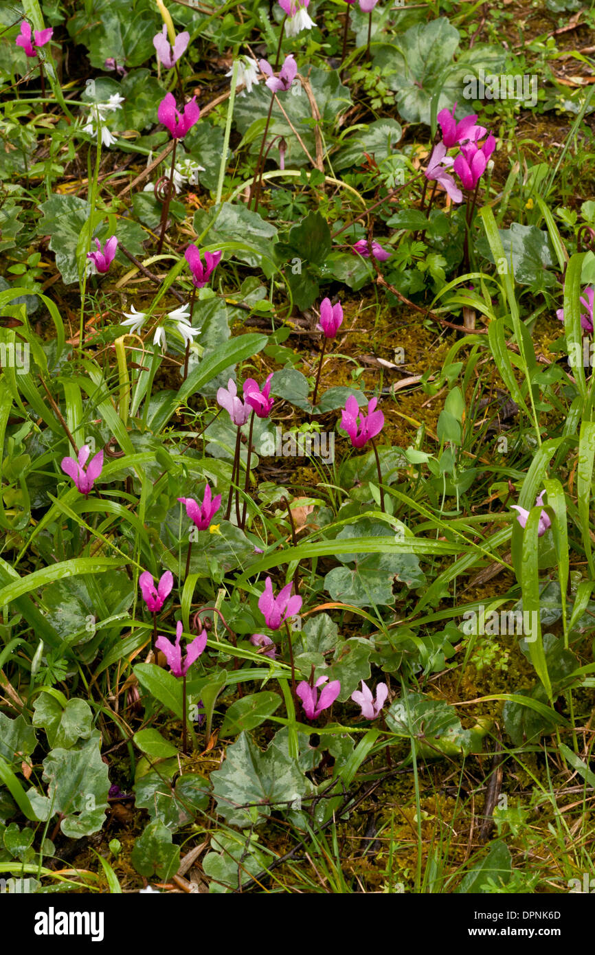 Wild Cyclamen, Cyclamen repandum ssp. repandum, growing wild in Sardinia, Italy. Stock Photo