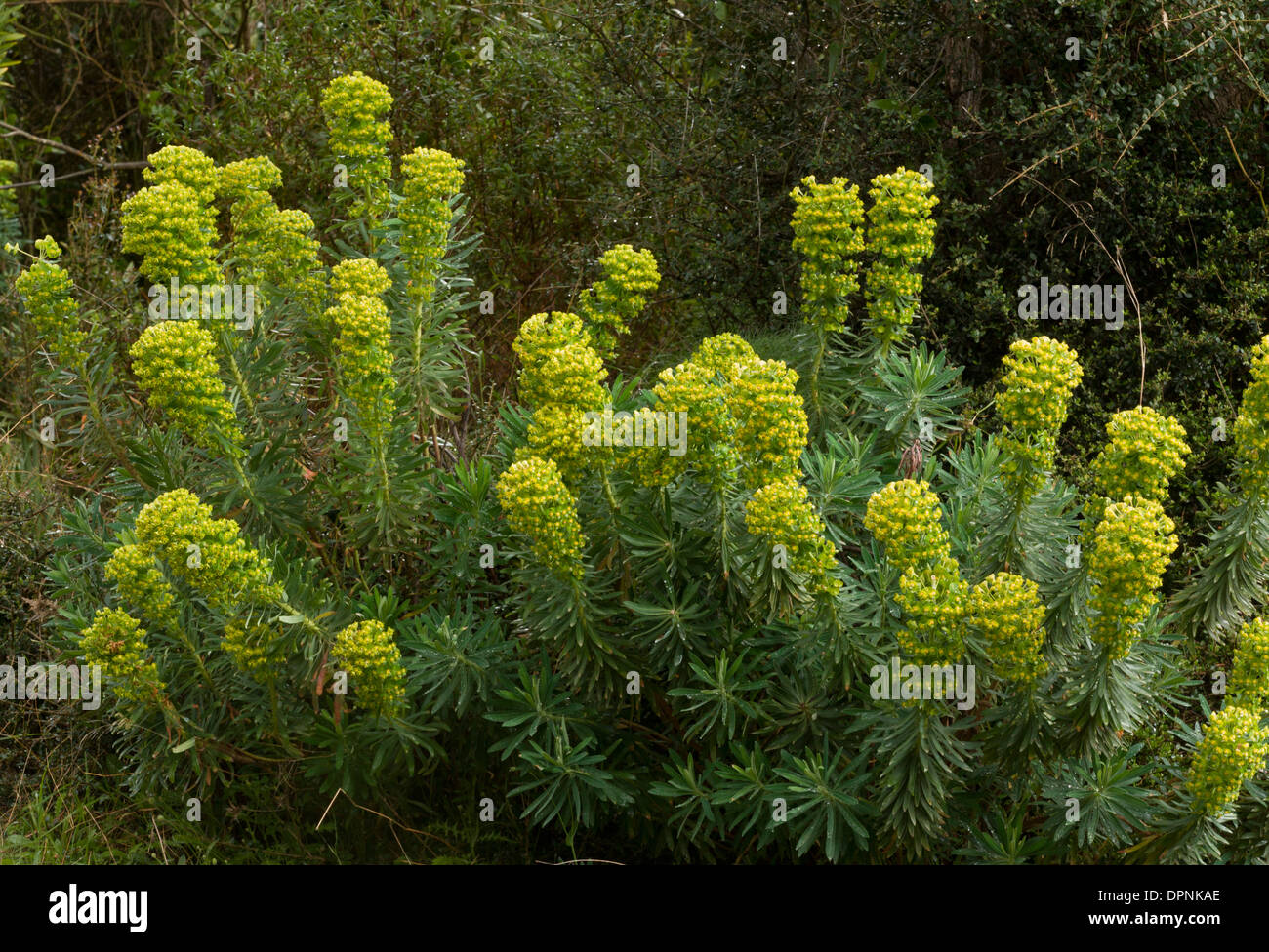 A mediterranean spurge, Euphorbia characias ssp. wulfenii, Sardinia. Stock Photo