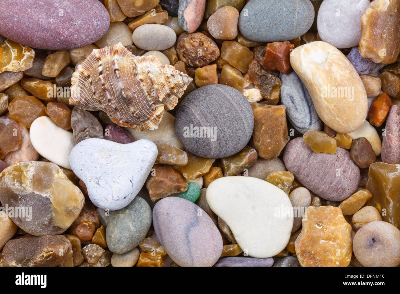 Shell on a pebble with heart Stock Photo
