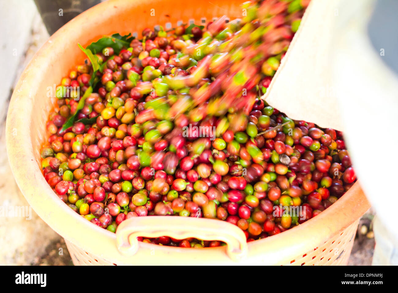 Freshly harvested coffee cherries being poured into basket Stock Photo