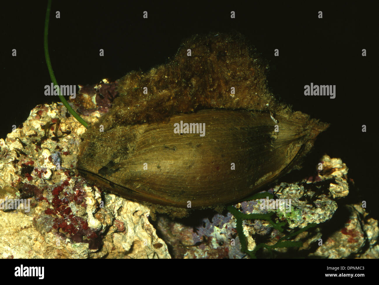 Egg of coral catshark (Atelomycterus marmoratus), Scyliorhinidae Stock Photo