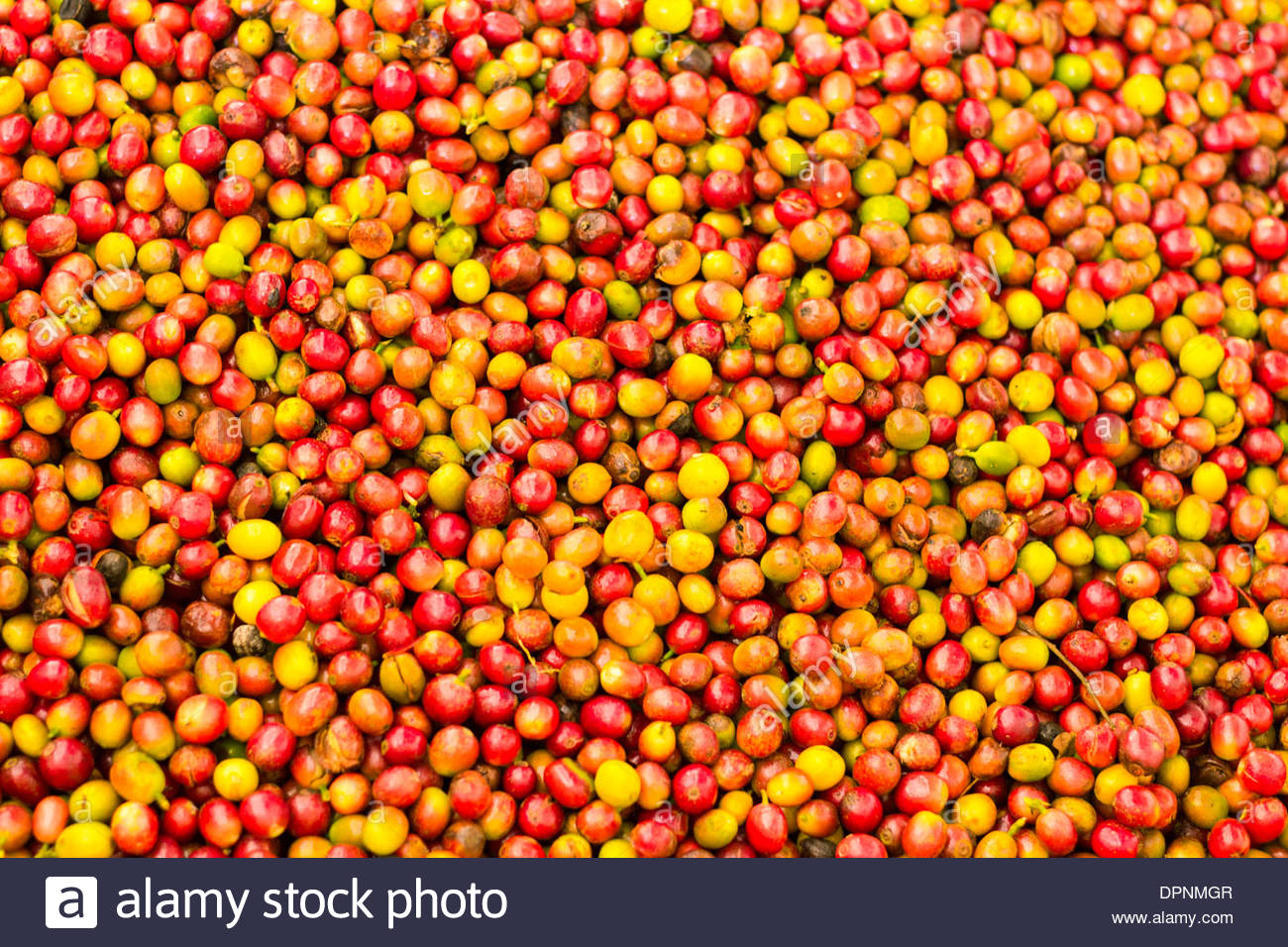 Ripe coffee cherries hires stock photography and images Alamy
