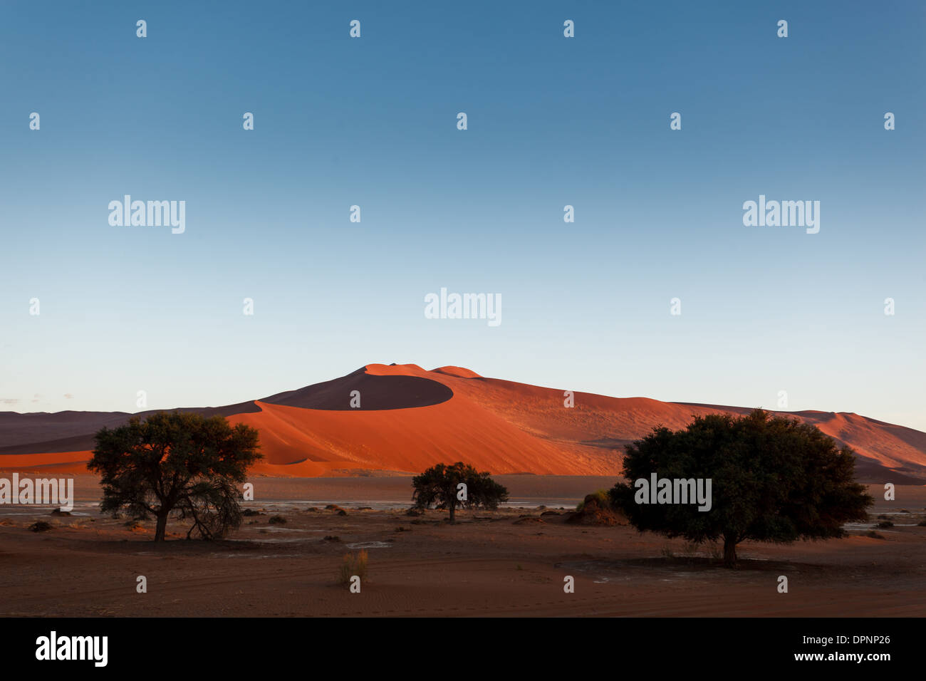 A few acacia trees survive in small oasis in desert NamibNaukluft