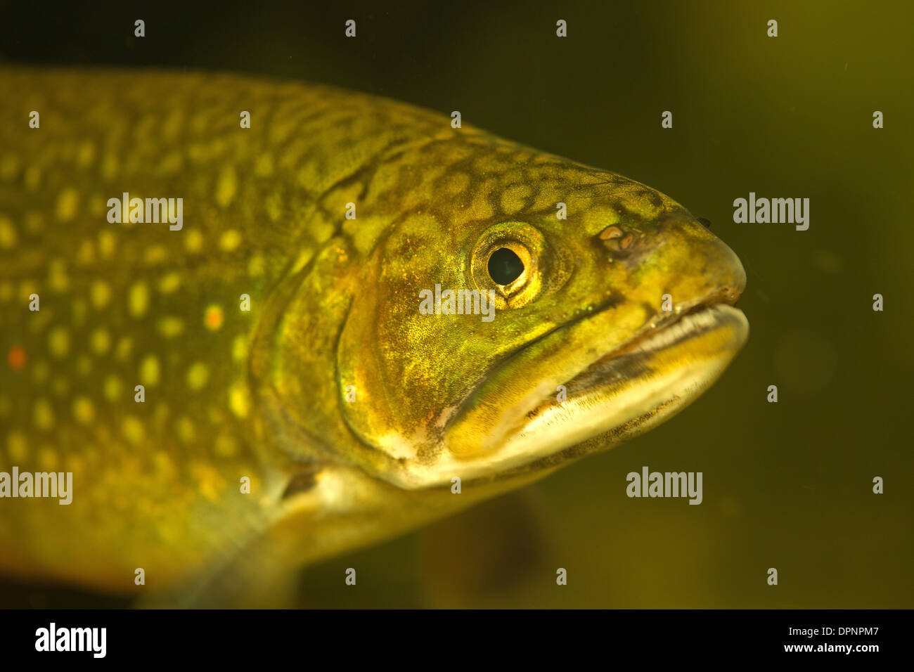 Brook trout (Salvelinus fontinalis), New York, in aquarium Stock Photo