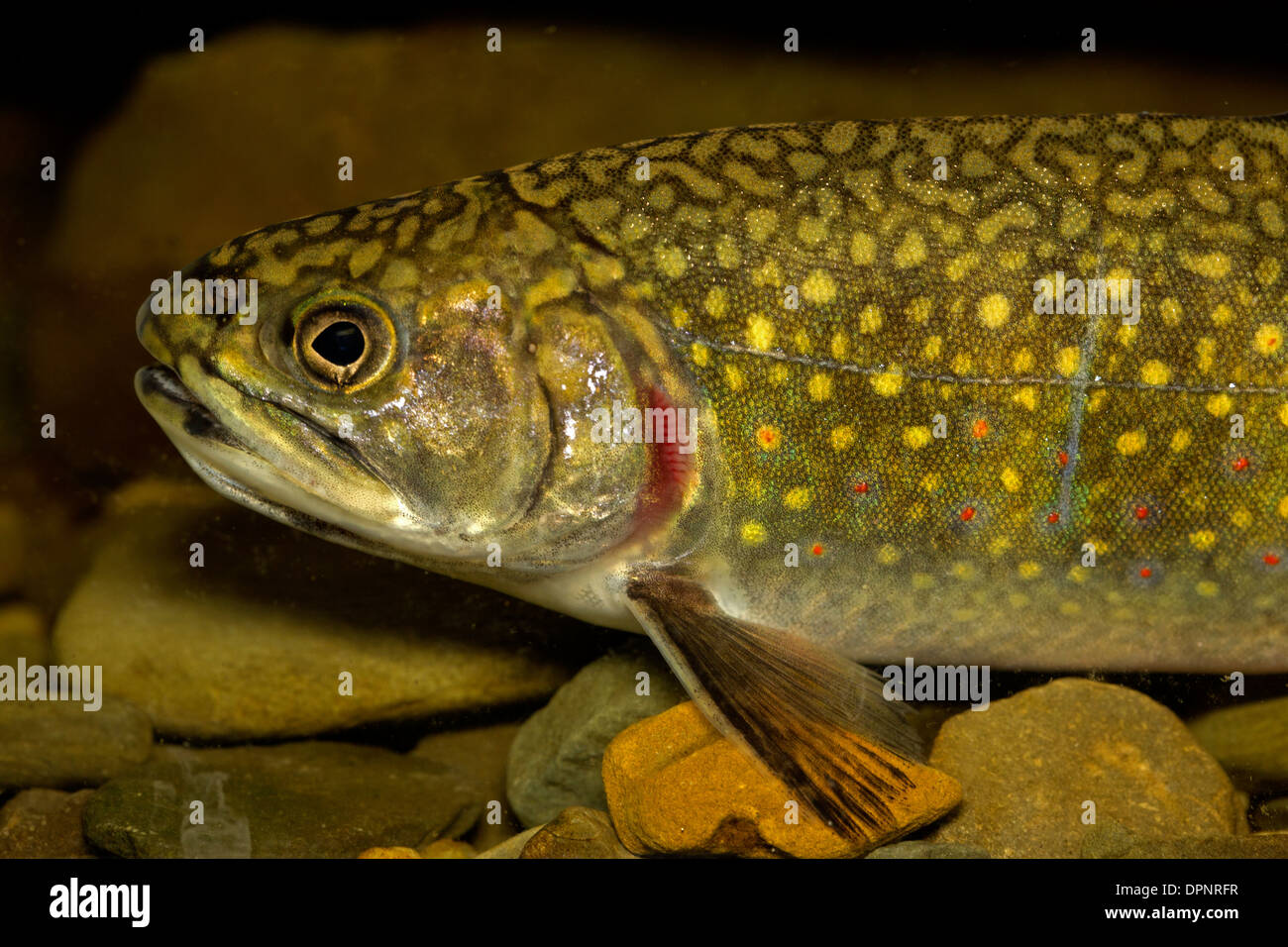 Brook trout (Salvelinus fontinalis), New York, in aquarium Stock Photo