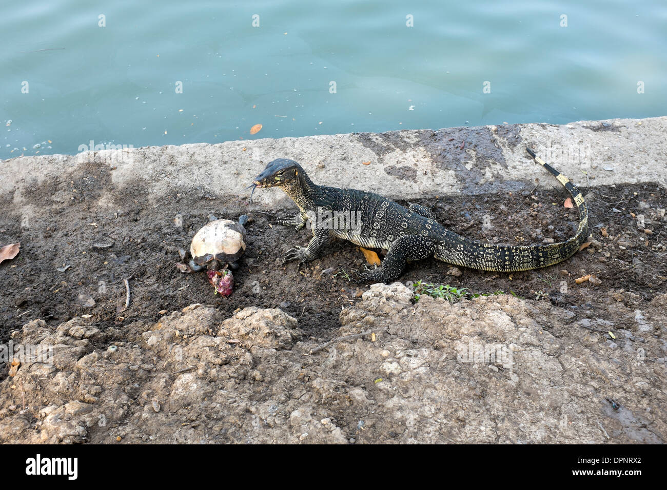 Lizard eating hi-res stock photography and images - Alamy