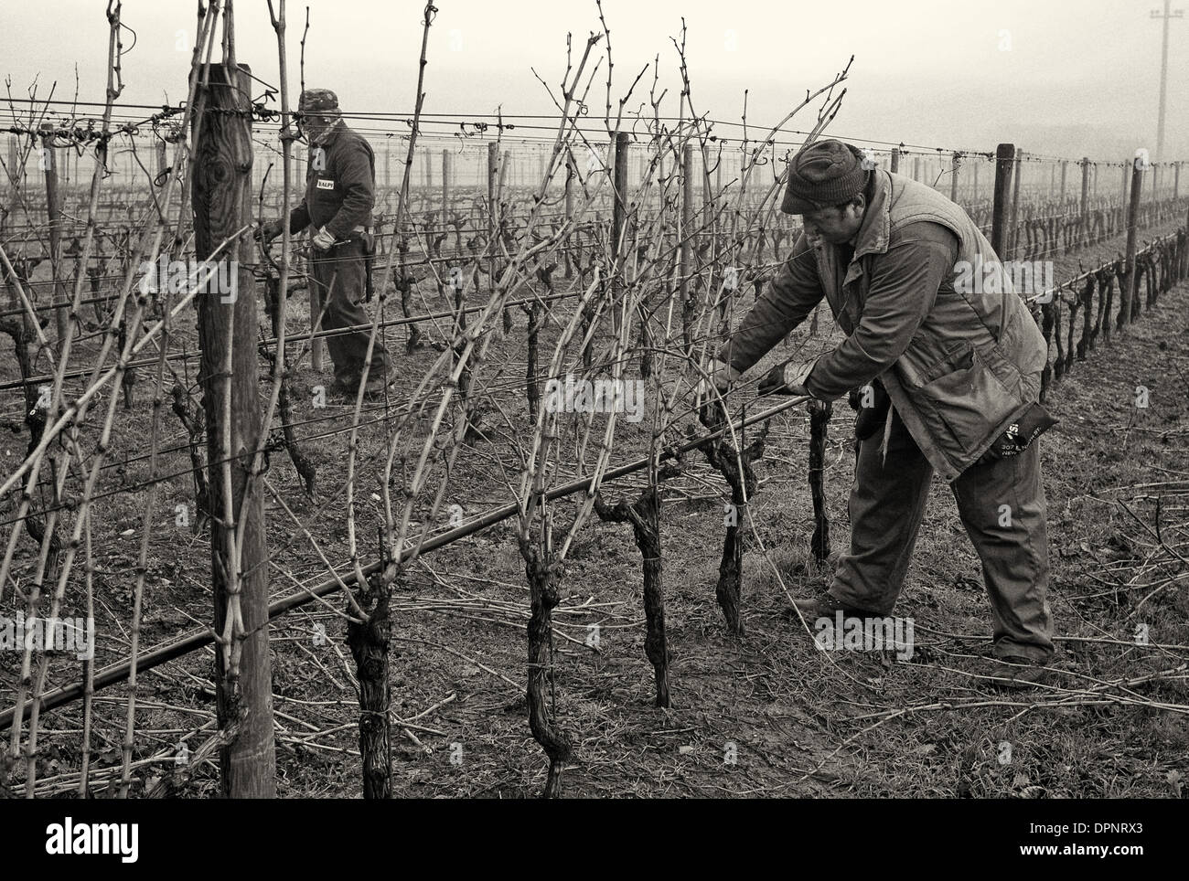 Fattoria Paradiso is owned by the Pezzi family has 70 hectares of