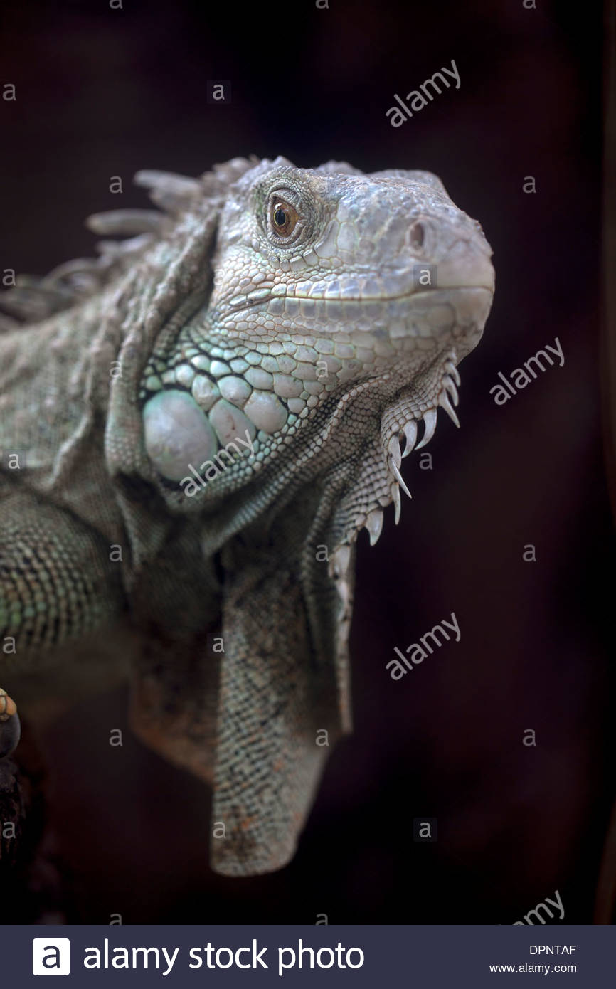 Reptile House Zoo High Resolution Stock Photography and Images Alamy
