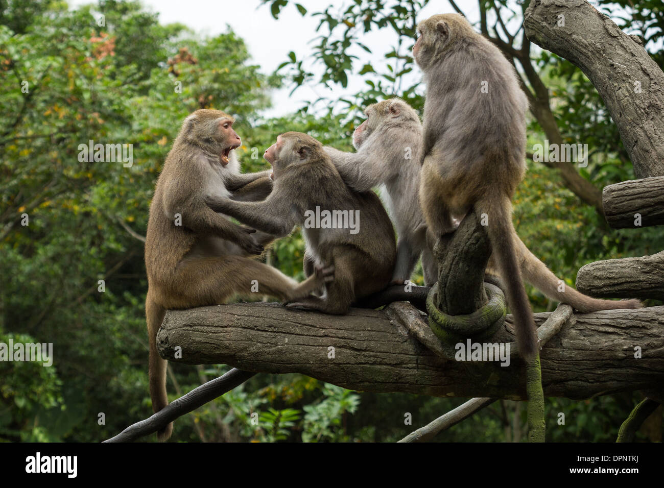 Group of fierce Formosan rock macaques (or Formosan rock monkeys or Taiwanese macaques) at a tree Stock Photo