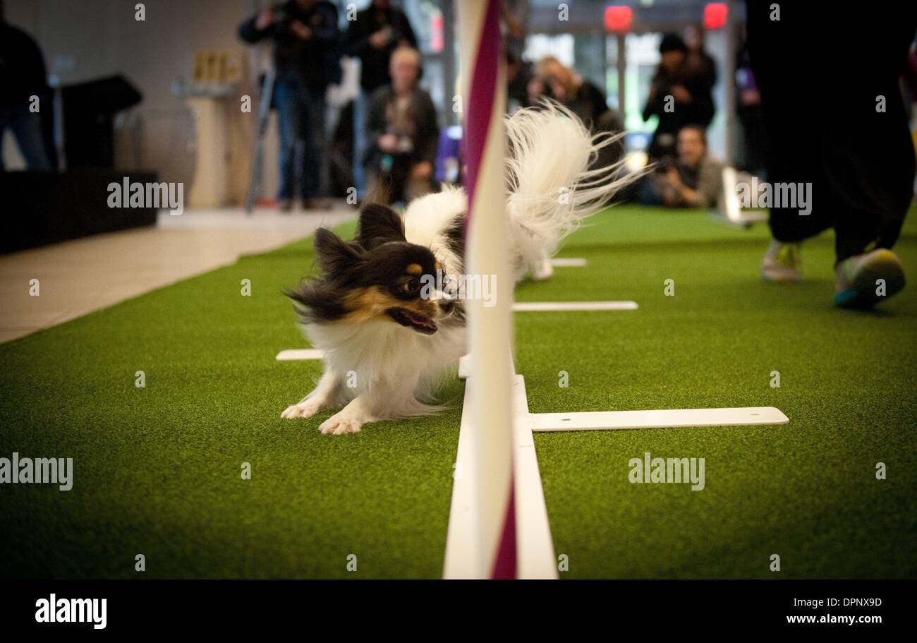 papillon obstacle course 2019