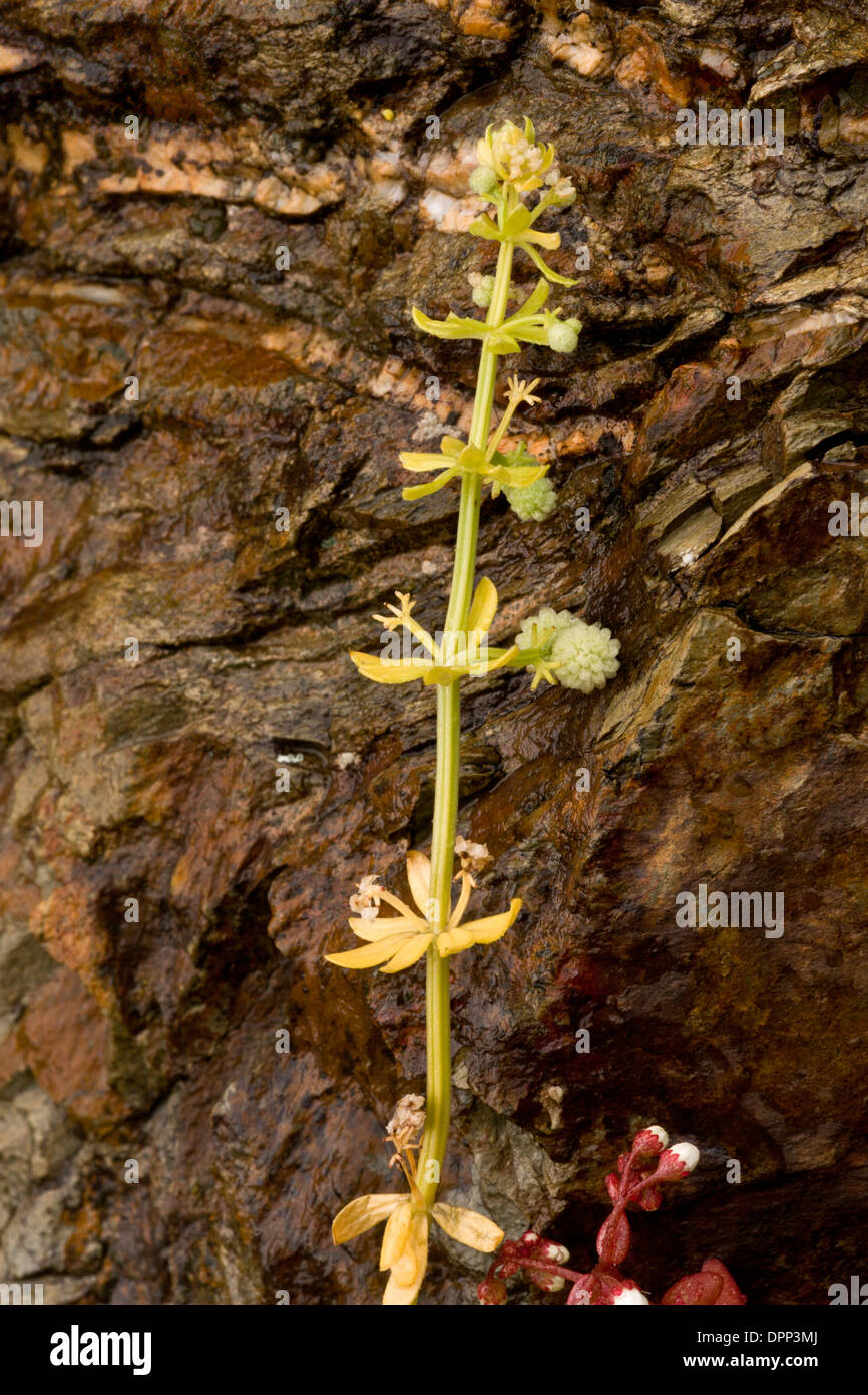 A bedstraw, Galium verrucosum, with warty fruits. Sardinia. Stock Photo