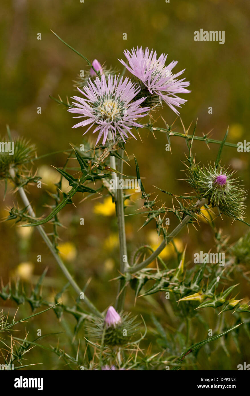 Purple Milk-thistle, Galactites tomentosa in flower in Sardinia; also grown in gardens. Stock Photo