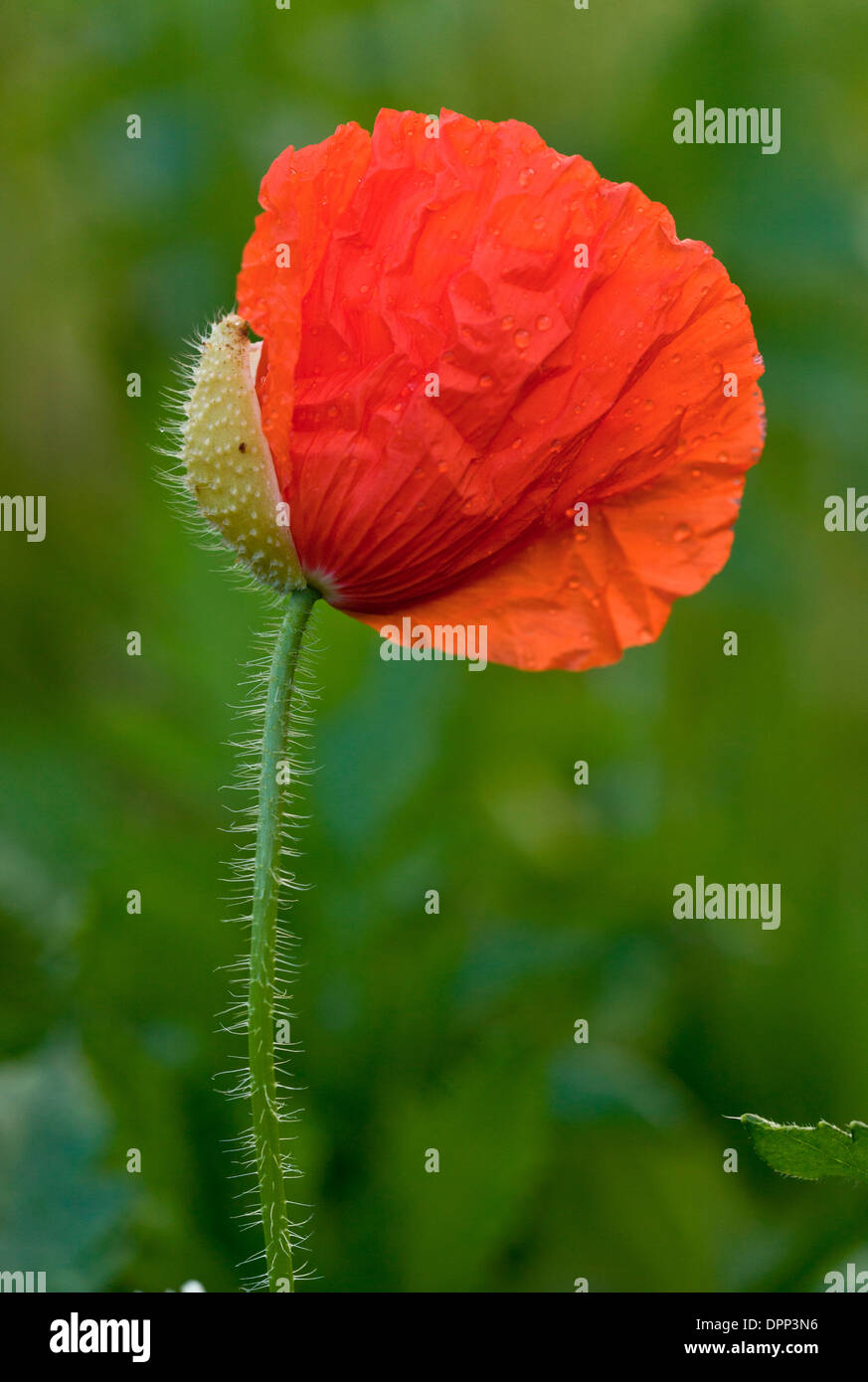 Common Poppy, Papaver rhoeas with buds opening and sepals falling. Stock Photo