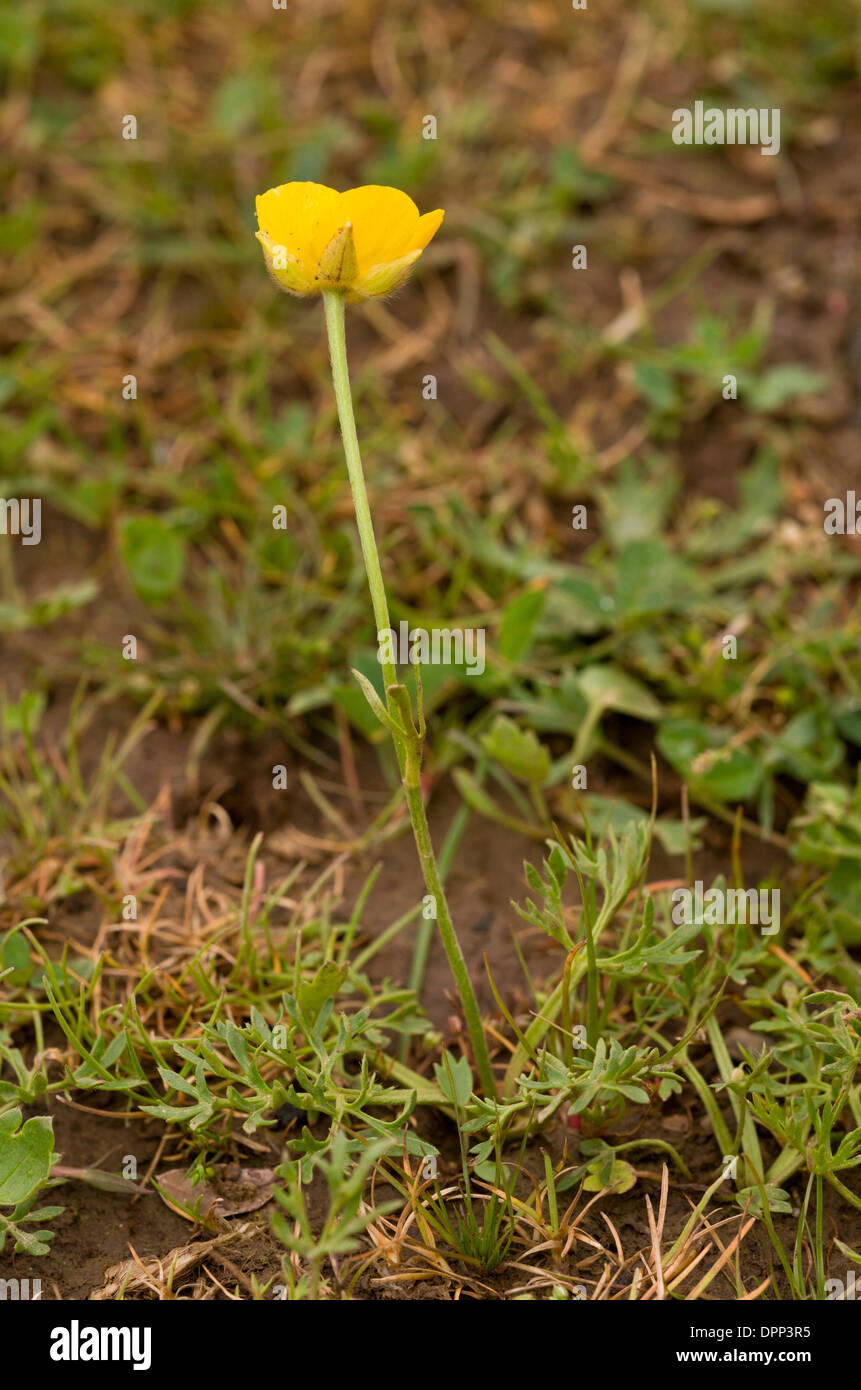Jersey Buttercup / Marsh buttercup, Ranunculus paludosus - an annual buttercup of wet places, rare in UK. Stock Photo