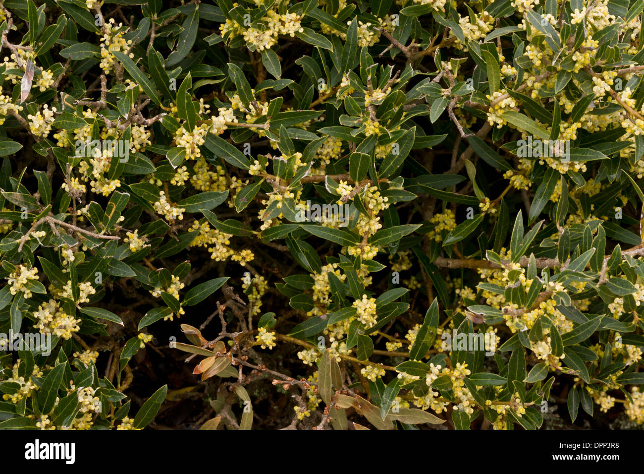 Narrow-leaved Phillyrea, phillyrea angustifolia in flower. Evergreen mediterranean shrub, Sardinia. Stock Photo