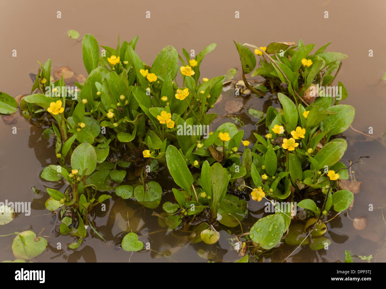 Adder's-tongue Spearwort, Ranunculus ophioglossifolius in flower in standing water. Very rare plant in UK Stock Photo