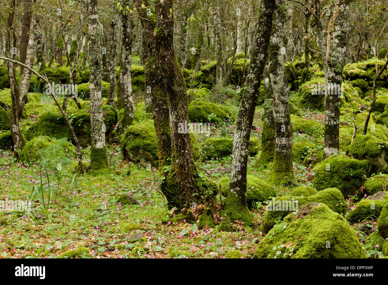 Rocky open woodland with Cyclamen repandum on the basalt plateau of Giara di Gesturi, Sardinia, Italy. Stock Photo