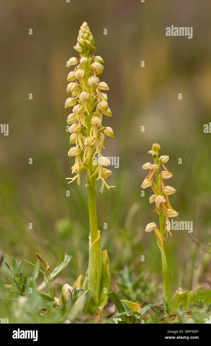 Man Orchids, Orchis anthropophora = Aceras anthropophora in flower; rare plant in UK. Stock Photo