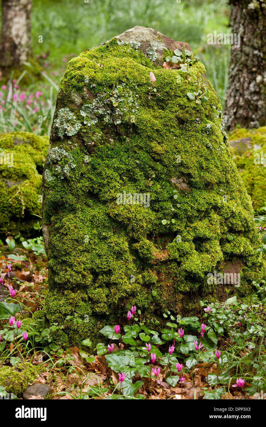 Mossy basalt rock with Cyclamen repandum and lichens, in woodland on the Giara di Gesturi, Sardinia Stock Photo