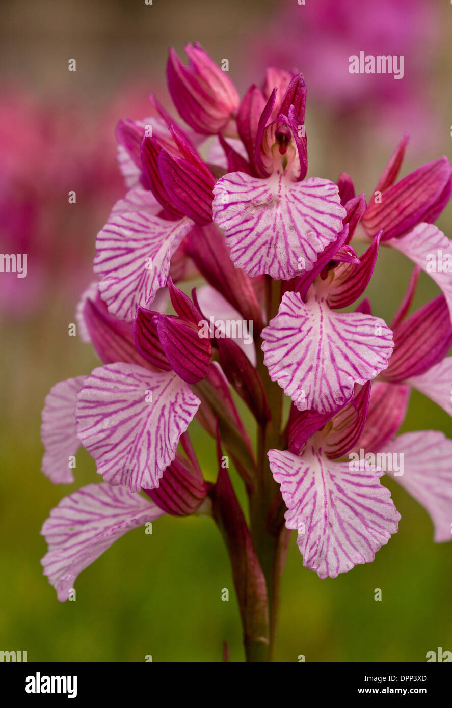 Pink butterfly orchid, Orchis papilionacea, in flower, Sardinia. Stock Photo
