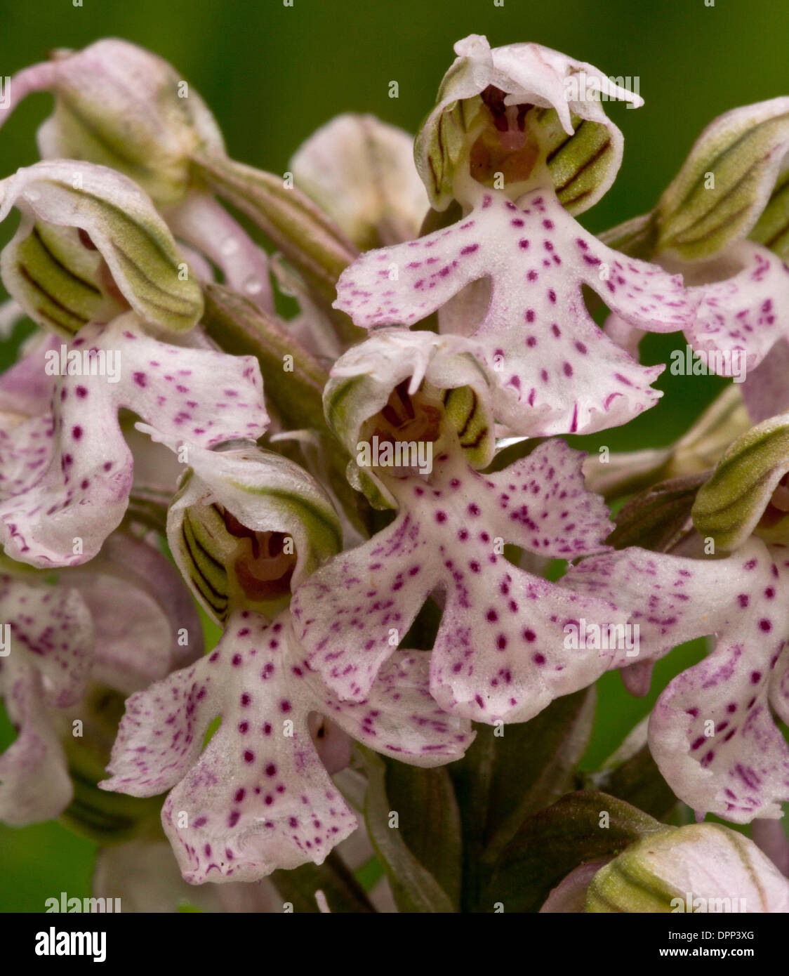 Milky Orchid, Orchis lactea in flower. Gennargentu mountains, Sardinia. Stock Photo