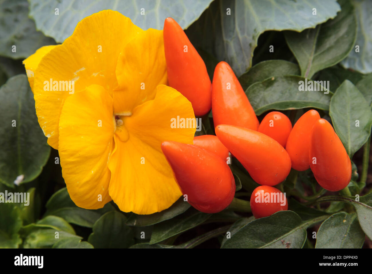 Ornamental Pepper 'Salsa Orange' and Yellow Pansies Stock Photo