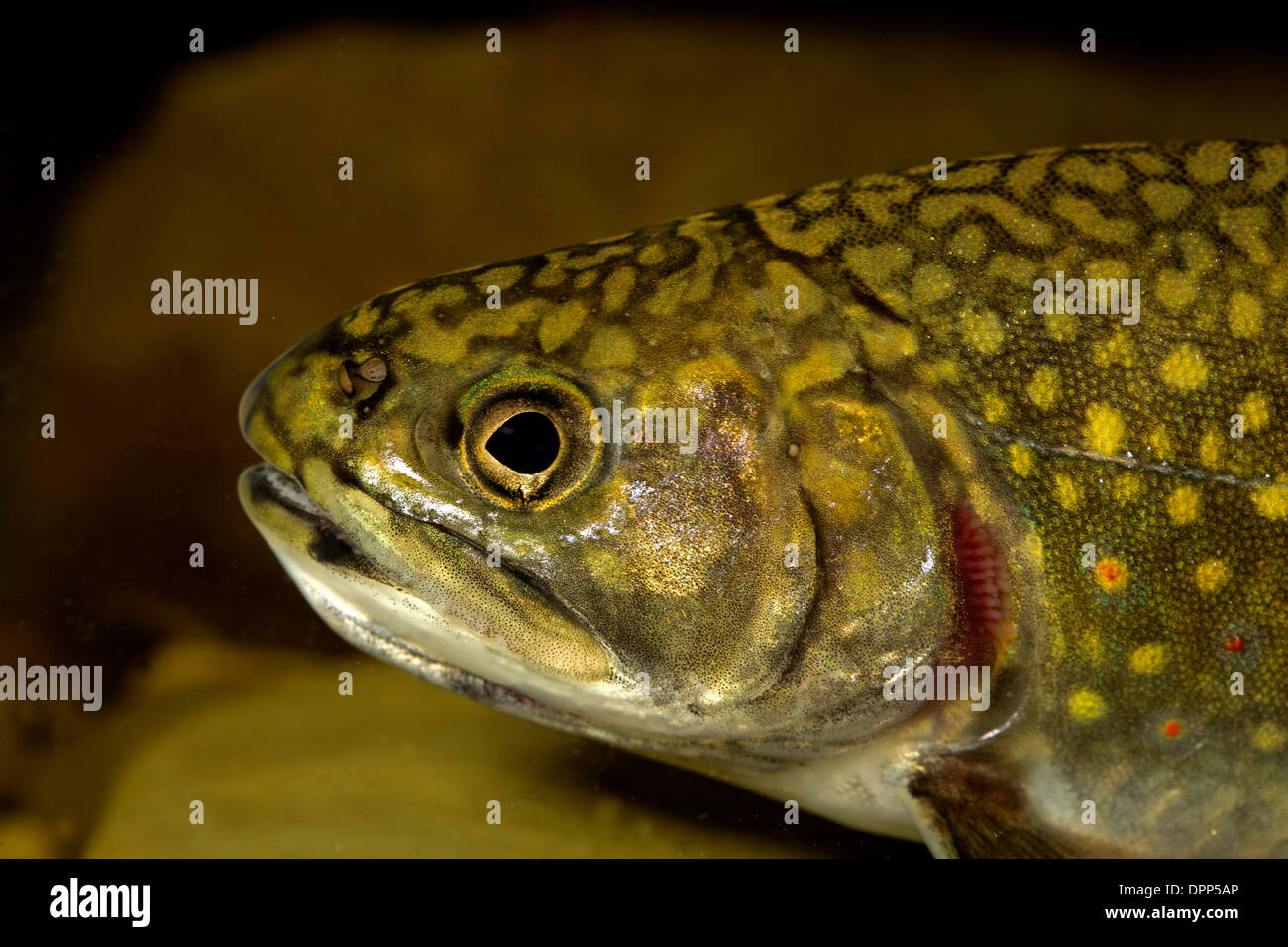Brook trout (Salvelinus fontinalis), New York, in aquarium Stock Photo