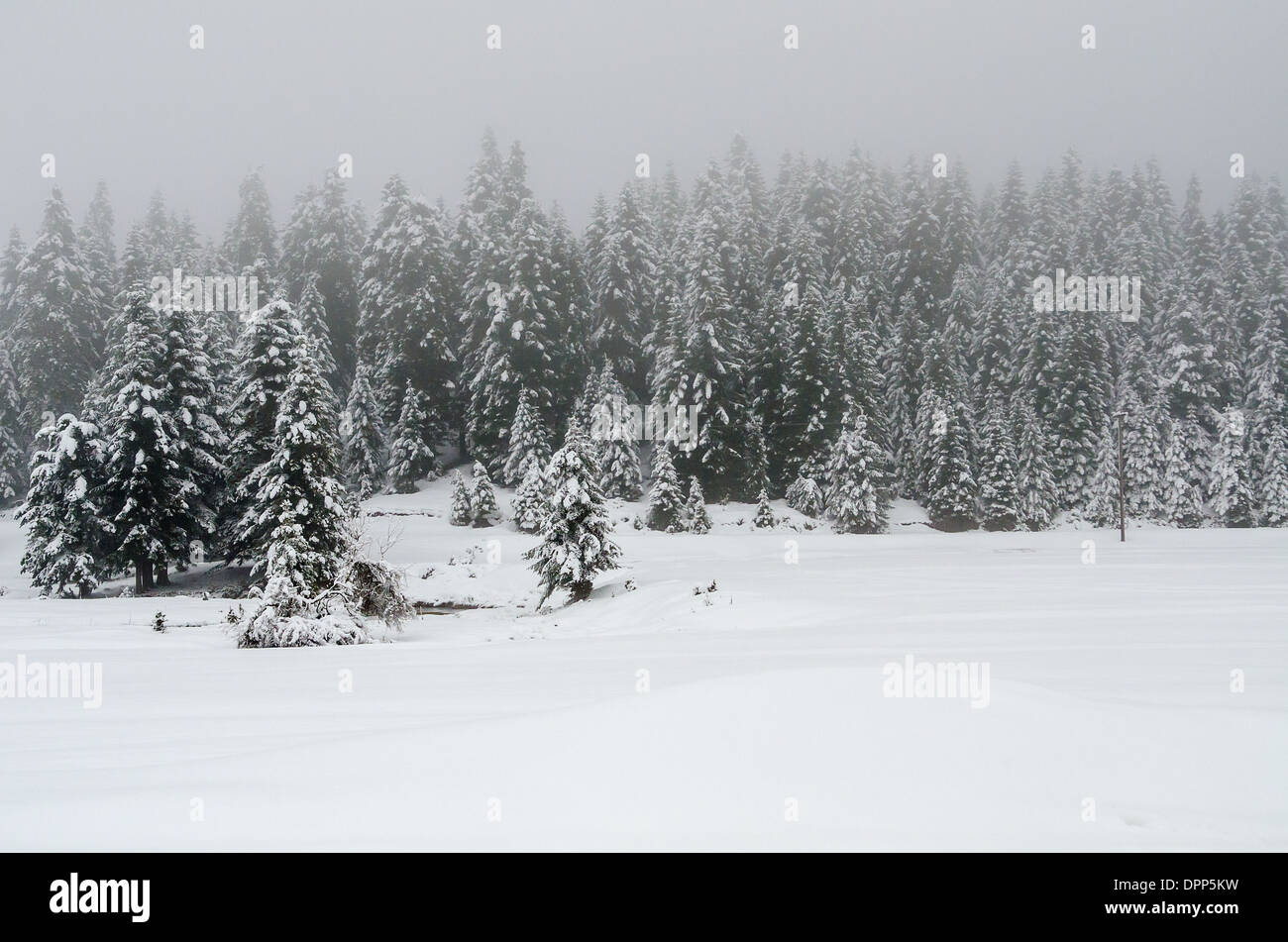 snowy landscape Stock Photo