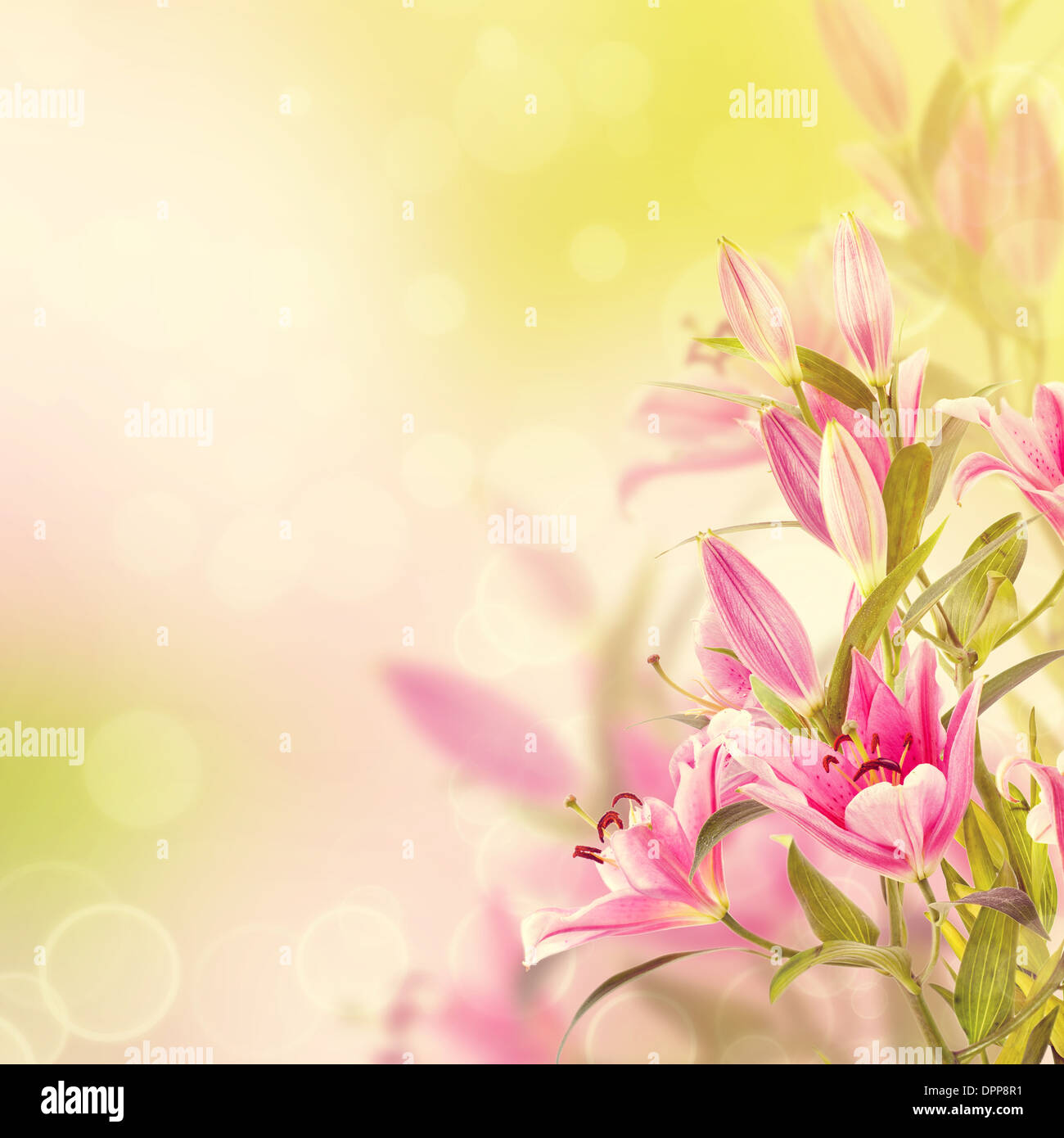 Pink lilies background Stock Photo Alamy