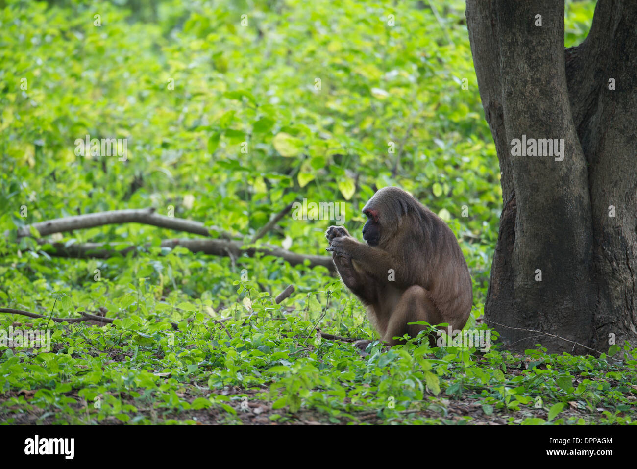 Stump-tailed macaque (Macaca arctoides) Stock Photo