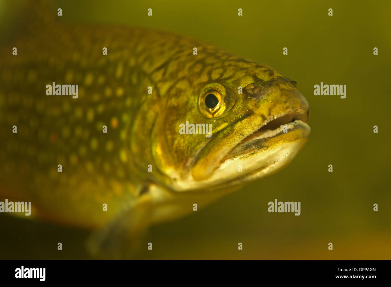 Brook trout (Salvelinus fontinalis), New York, in aquarium Stock Photo
