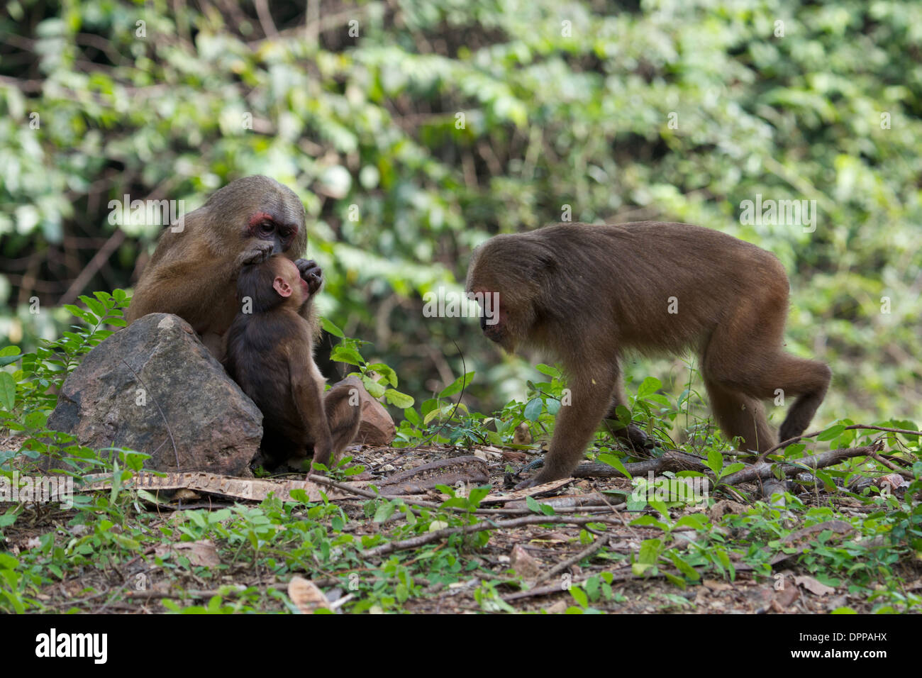 Stump-tailed macaques (Macaca arctoides) Stock Photo