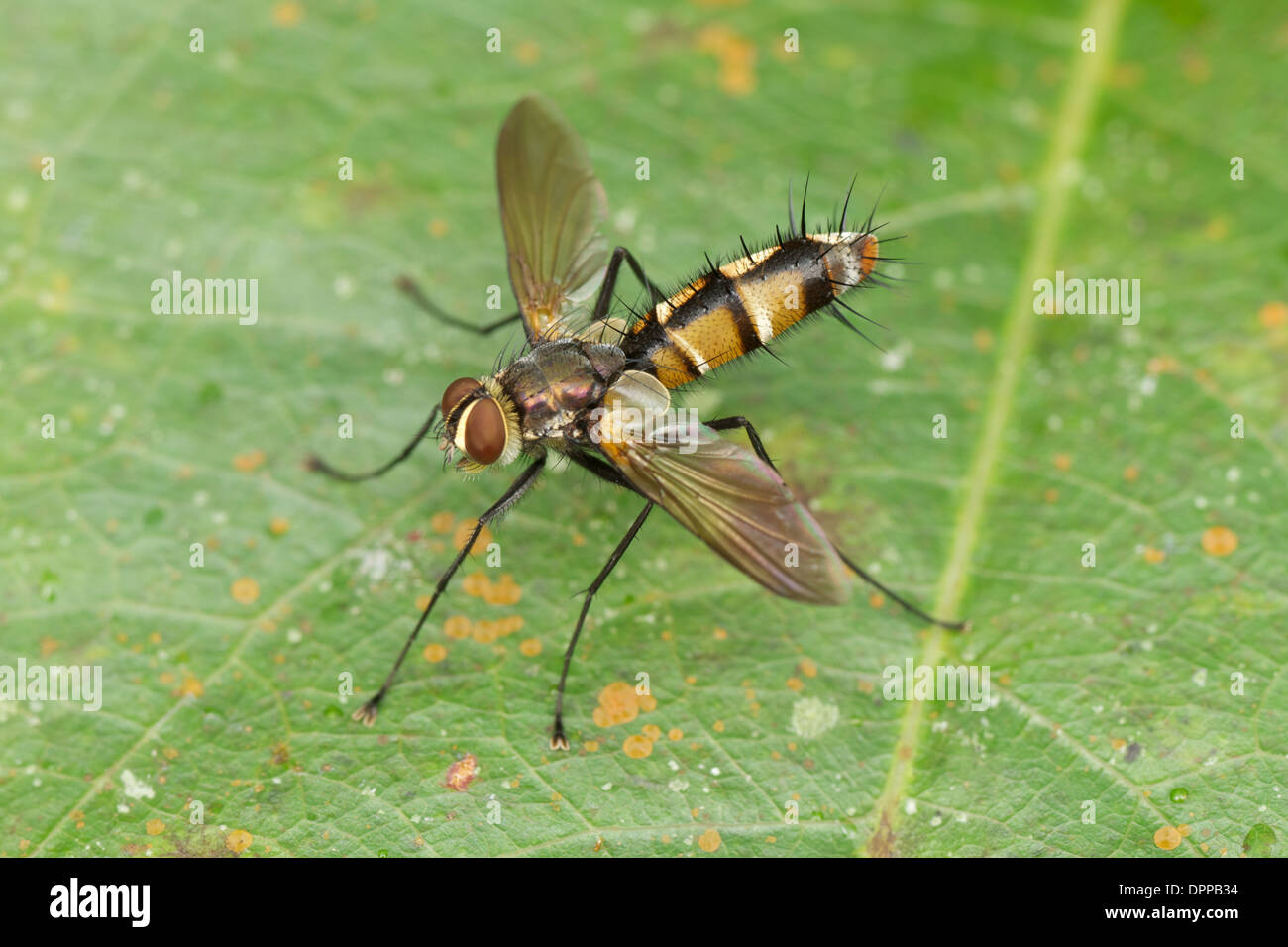Tachinidae is a large and rather variable family of true flies within the insect order Diptera Stock Photo