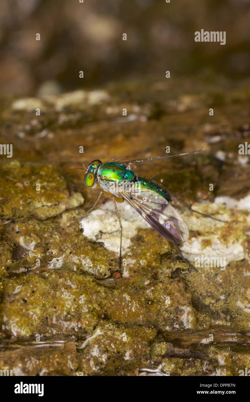 Dolichopodidae, the long-legged flies, make up a large family of true flies Stock Photo