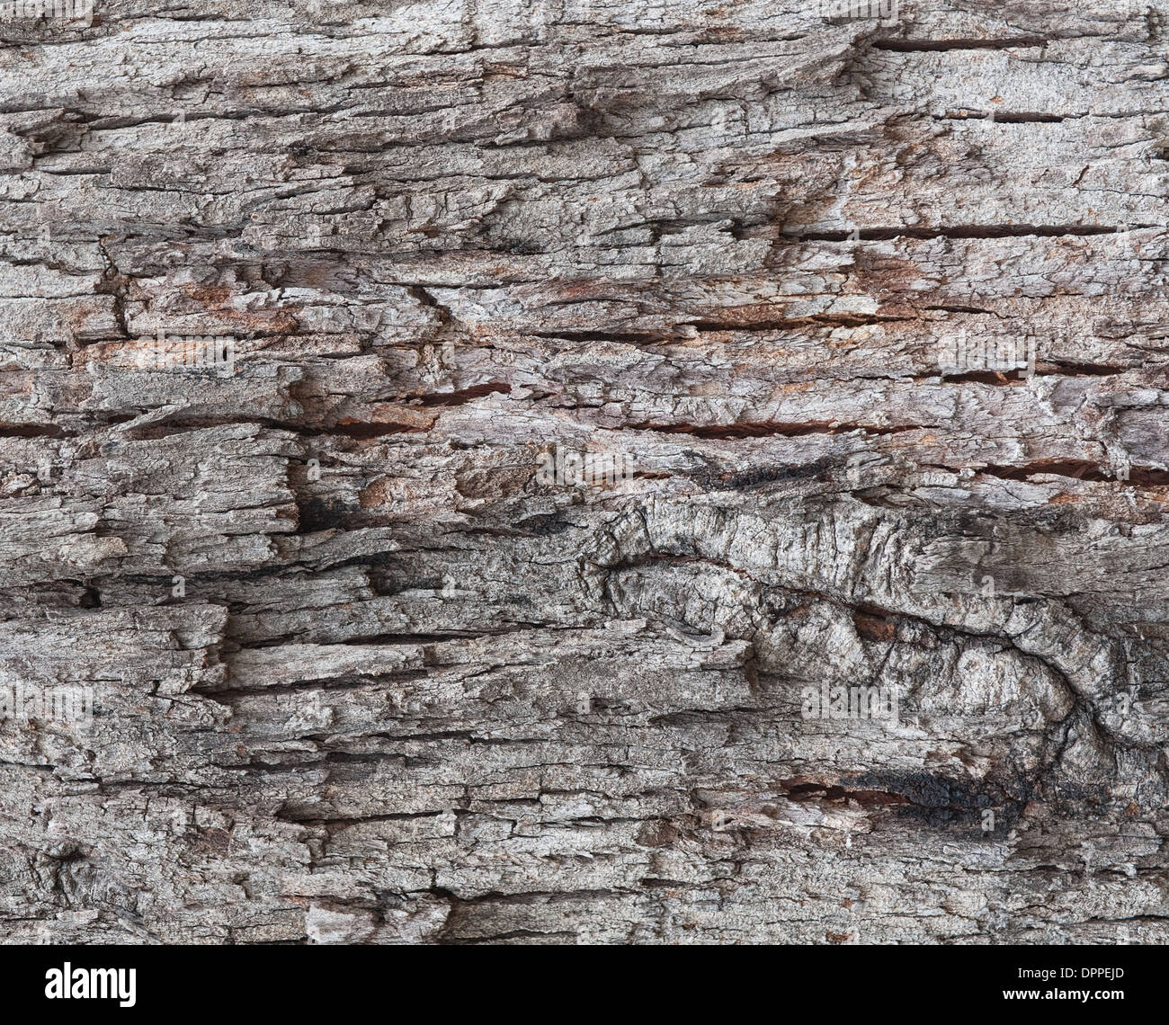 image of an old tree bark texture Stock Photo